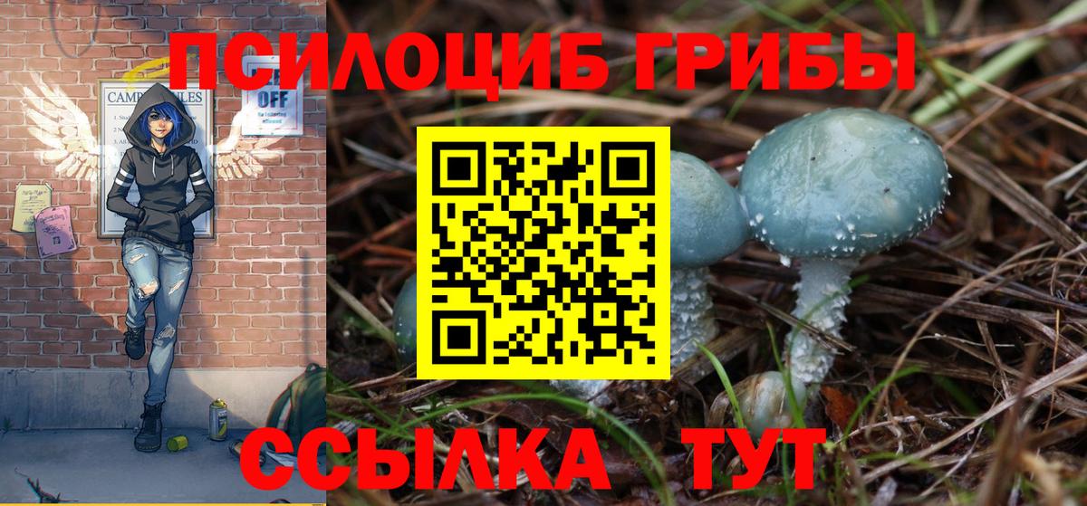 Братск  Псилоцибиновые грибы Psilocybe  Вход с VPN 